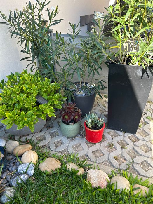 Várias plantas exterior