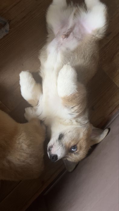 Малыши корги  3 месяца