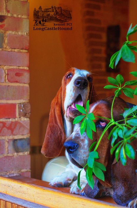 Питомник FCI предлагает молодую суку и щенка породы бассет хаунд