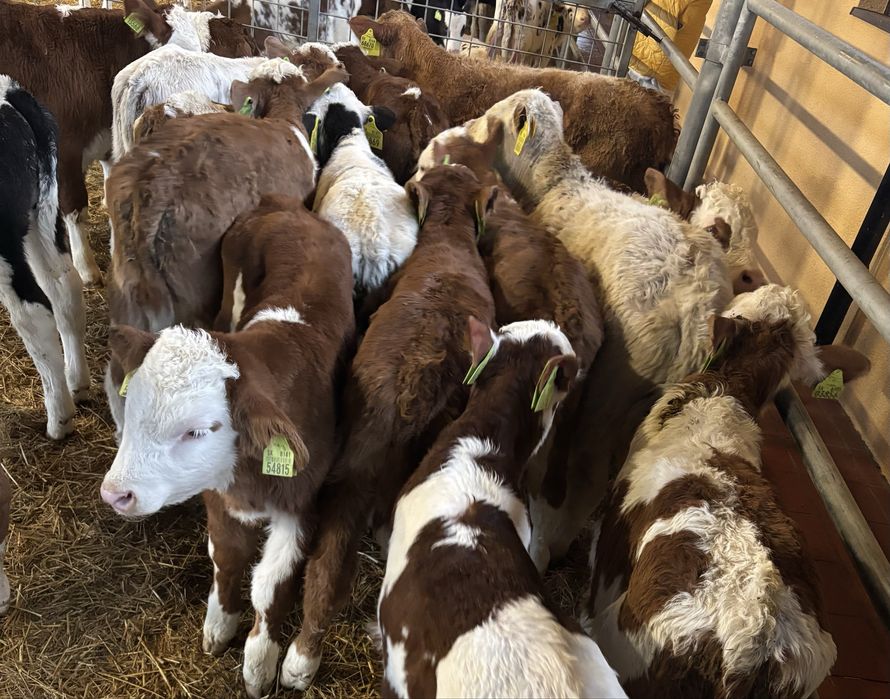 Sprzedam byki oraz jałówki