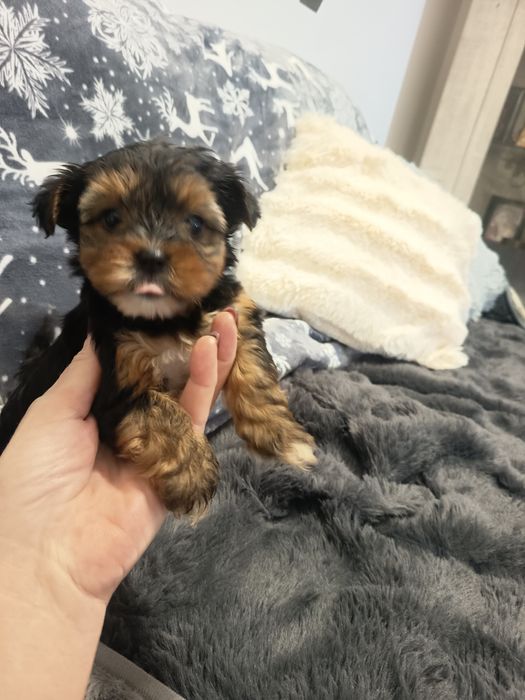 Yorkshire Terrier anão ,vacinado e desparasitados