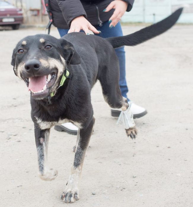 Шукає родину молодий песик