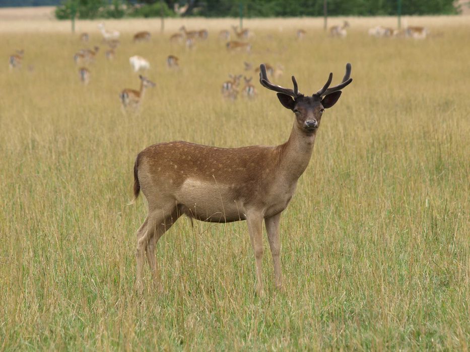 Daniele sprzedam. Dobry materiał hodowlany. Dowolne ilości.