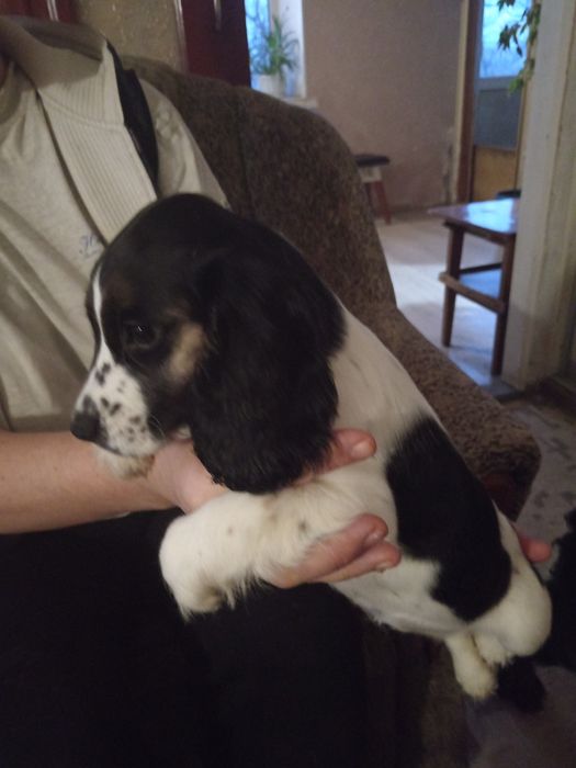 Русский спаниель