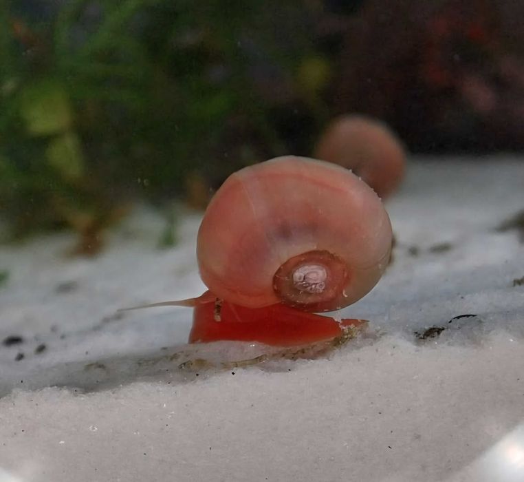 Zatoczek różowy (Planorbella) 10 szt