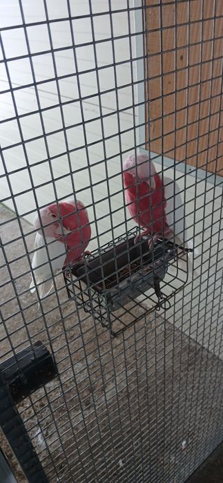 Casal de galah lutino 2025