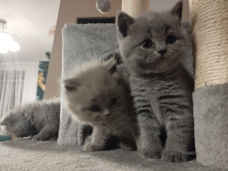 Kotka brytyjska krótkowłosa