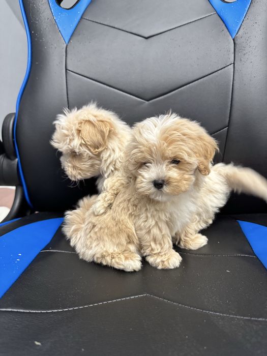 Хлопчик Майк. Мальтіпу ф1