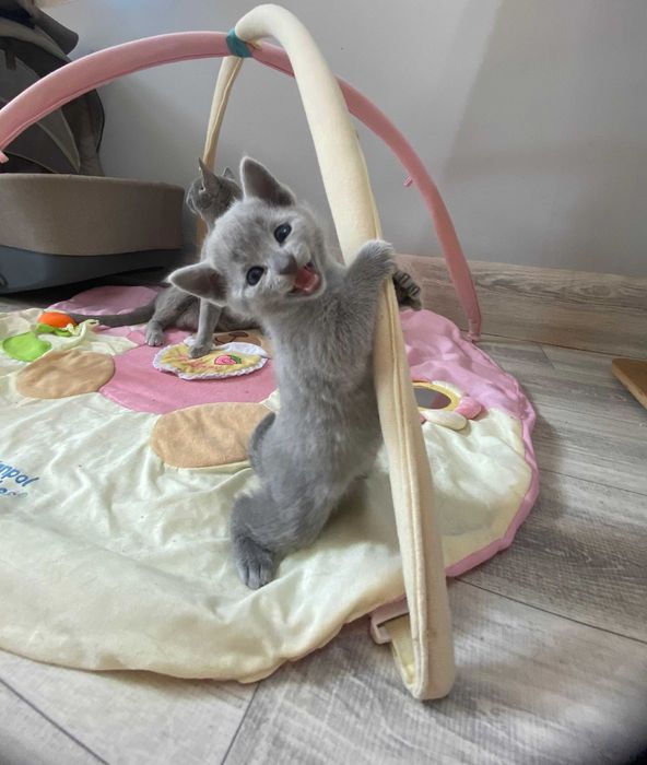 Kotka Rosyjska Niebieska FPL