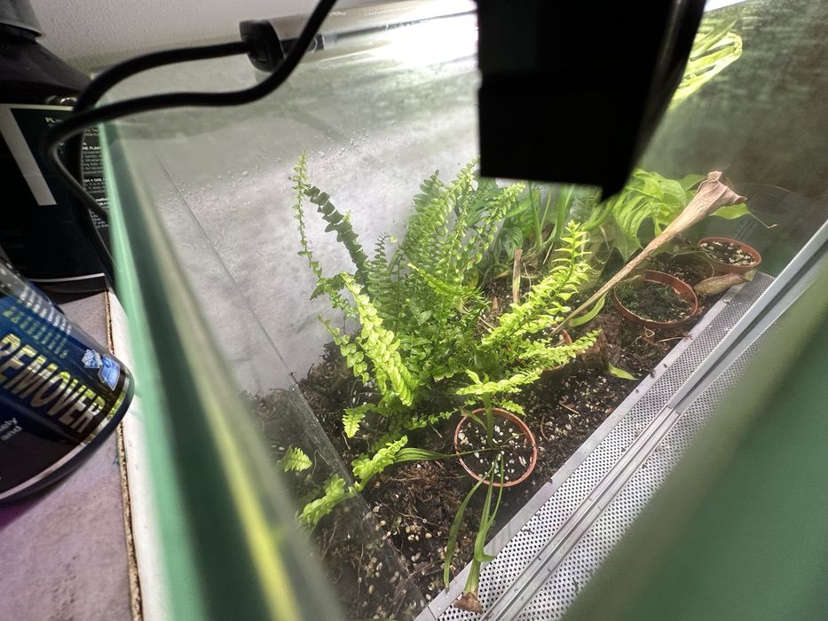 Terrarium tropikalne/botaniczne