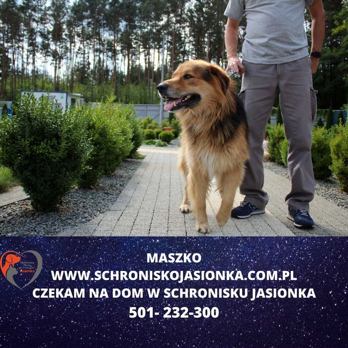 Maszko do adopcji – Schronisko Jasionka