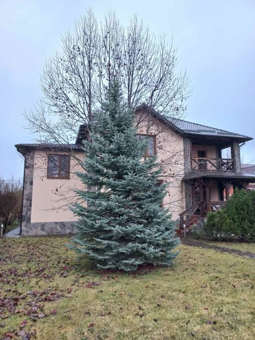 Блакитна ялинка