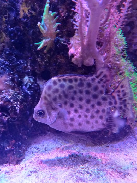 Ryba argus zielony scatophagus argus akwarium morskie