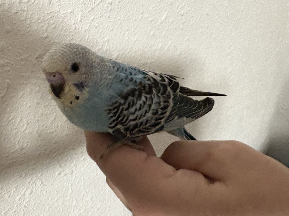 Papuga falista mloda