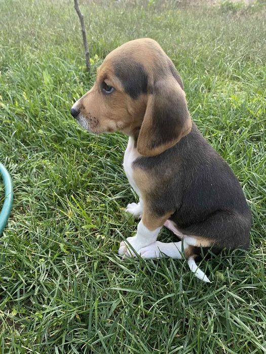 Щенки бигль выбор есть доставка оплата при получении