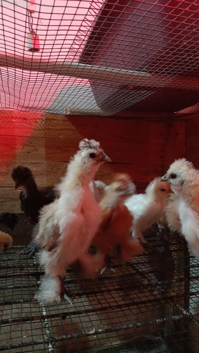 Pintos sedosos
Com 3 semanas, não fazemos entregas 
Cada ave 15€