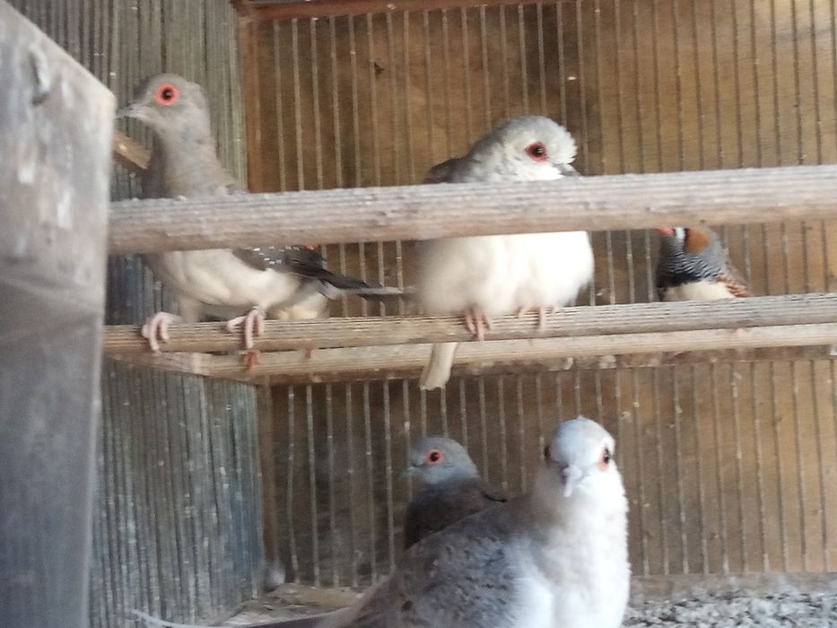 Cedência de várias aves