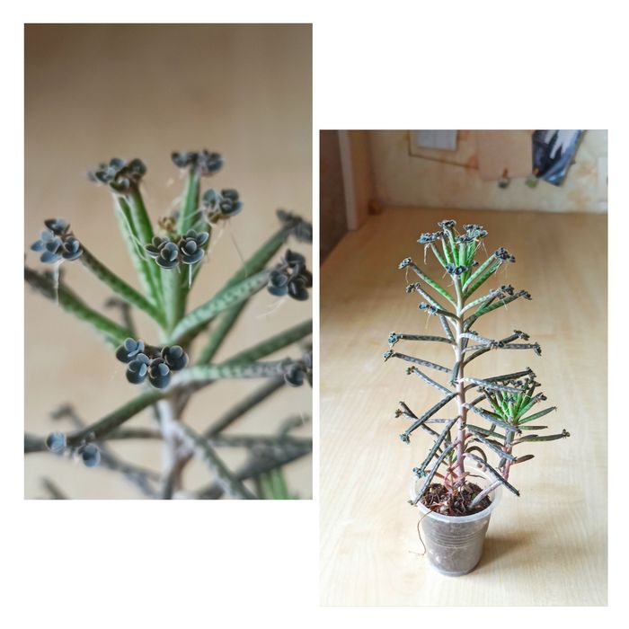 Сукуленти, кімнатні рослини