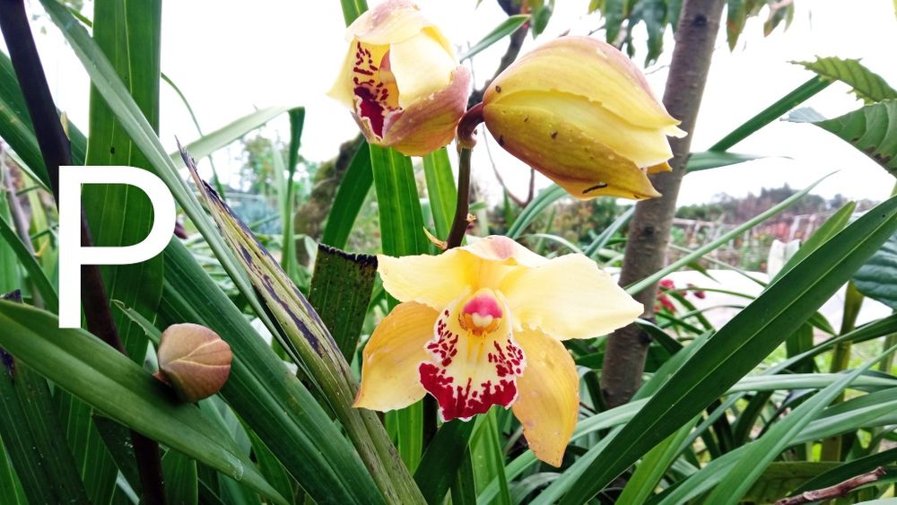Orquídeas Cimbidium