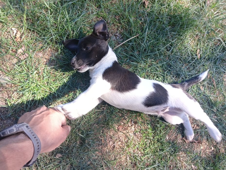 Jack Russell Terrier