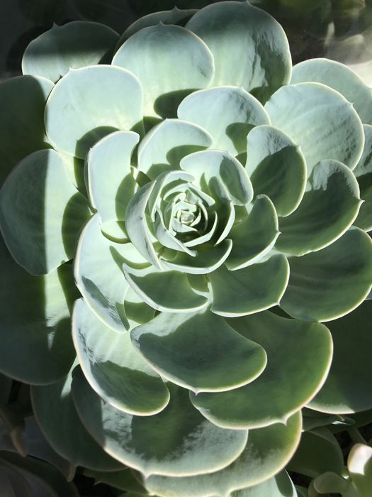 Ехеверія 3 шт разом