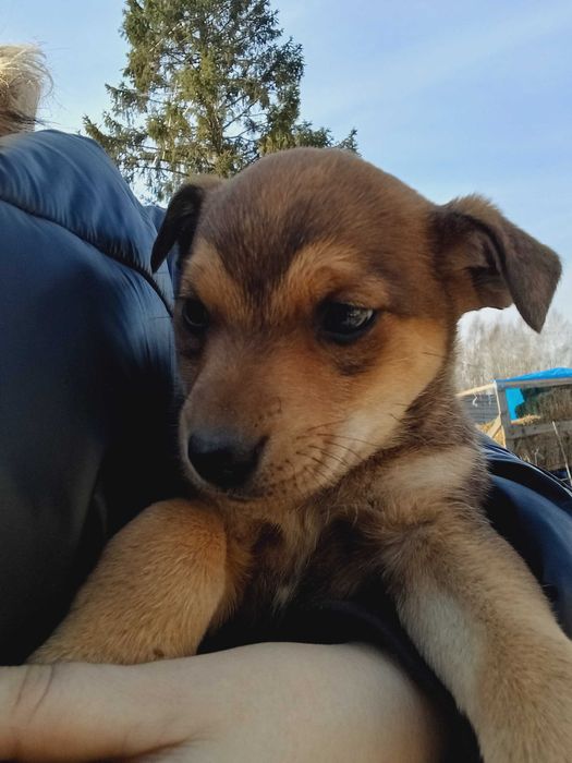 Szczeniaki pieski małe