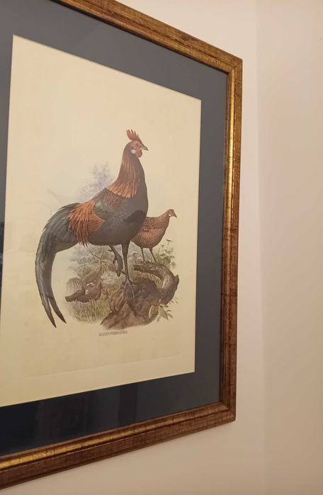 Conjunto de quadros com tema de galos, já emoldurados de cor dourada