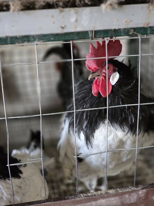 Кури породи Лакінфельдер