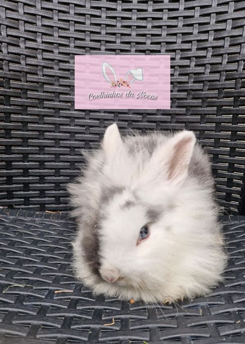 Coelhos anões mini leon head