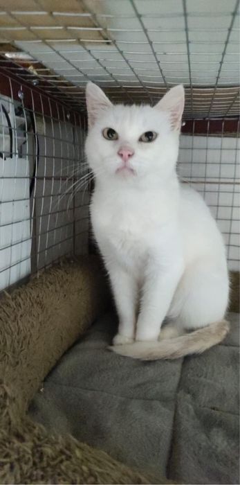 Пристраиваем в добрые руки.