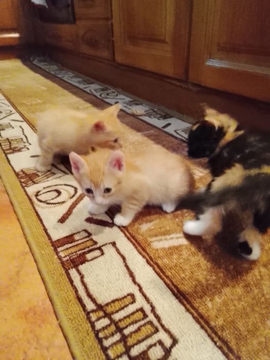 Gatinhos para adoção  ,dois machos e uma fêmea