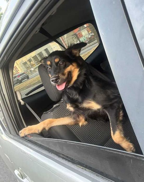 Sol Para Adoção Responsável