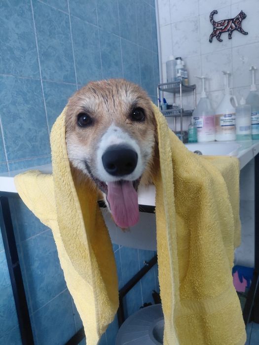 Грумінг для собак, котів, гризунів