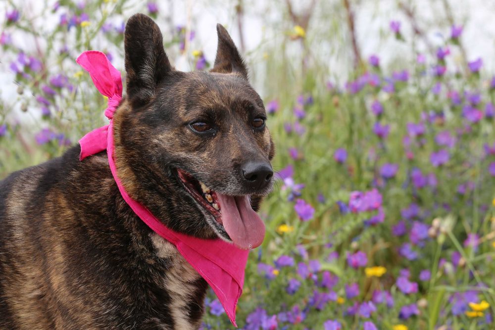Doce - cadela média para adoção
