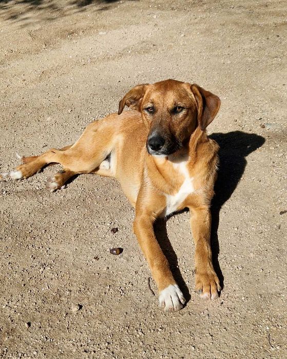 ANDIE - Cãozinho jovem para adoção!