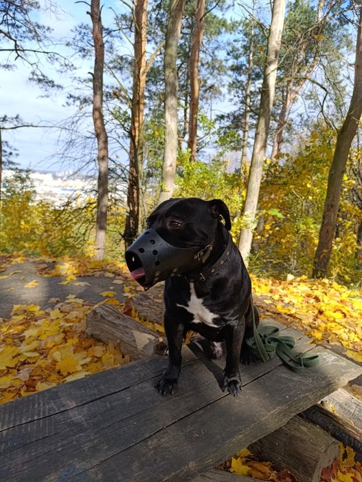 В'язка собоки Амер підбуль терьер