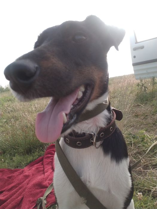 Вязка гладкошерстный фокстерьер