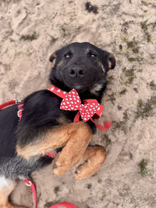 Mambuś prosi o domek. Uratuj adoptuj ze schroniska!