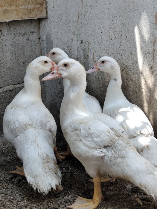 Patos Mudos novos