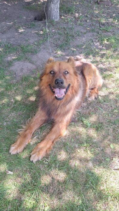 Brutus szuka domu
