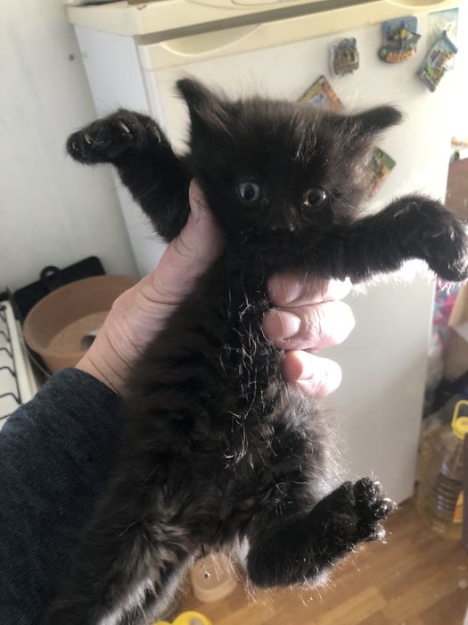 Крысаловы универсалы черной масти .