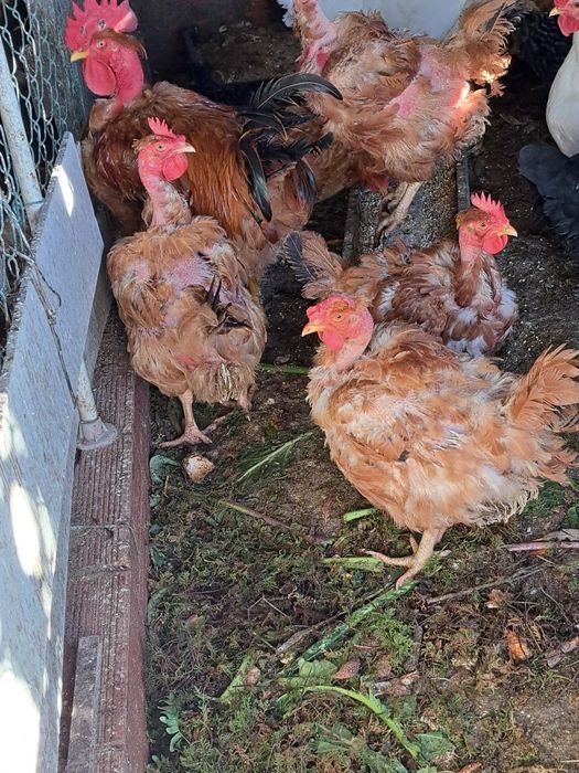 Galinhas velhas com 2 e 3 anos.