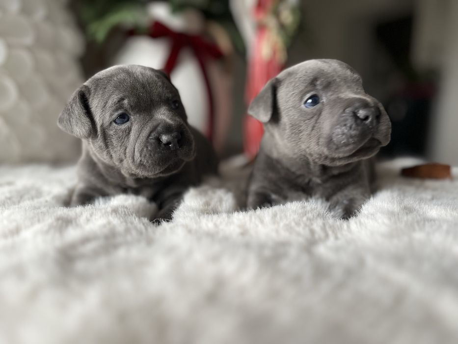 Staffordshire Bull Terrier Staffik
