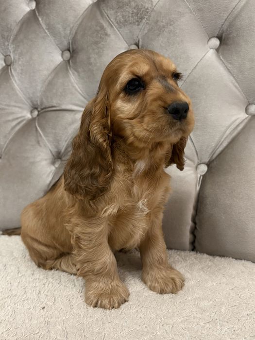 Suczka Cocker Spaniel Angielski