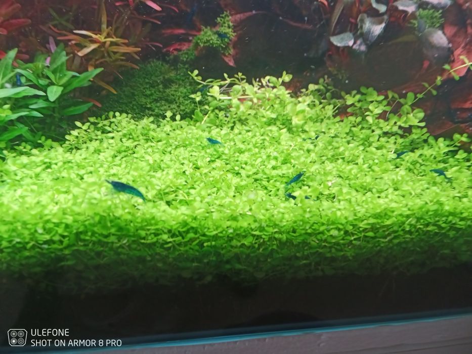 Camarão néocaridina Blue dream