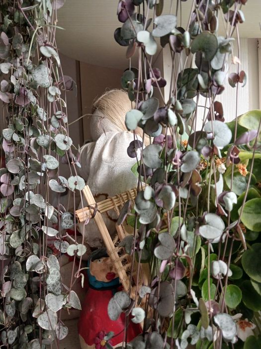 Церопегія Вуда 6видів, Пеперомія Роулі