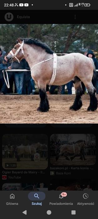 Klacz 2 lata Arden Polski