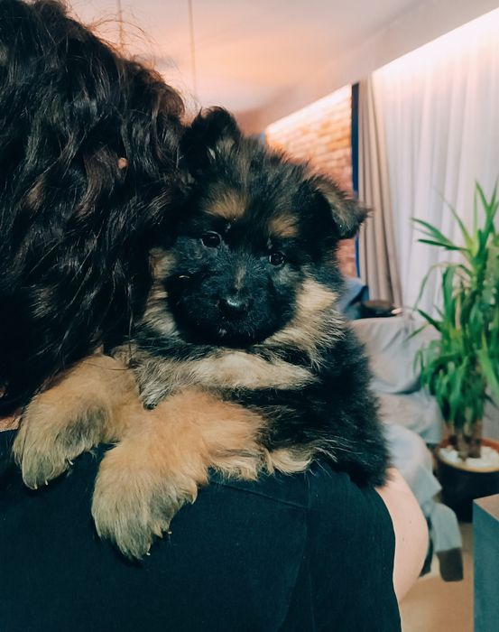 Owczarek niemiecki długowłosy suczka