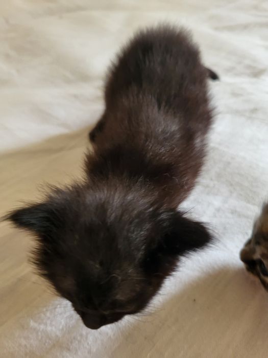 gatinha fofa peludinha