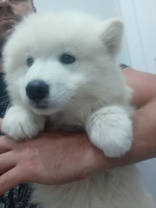 Samoyed ostatni szczeniak (samojed)
